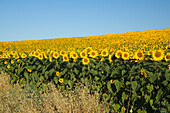 Blühendes Sonnenblumenfeld, Alpes-de-Haute-Provence, Provence, Frankreich