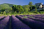 Blooming lavender field in front of the village Auribeau, Luberon mountains, Vaucluse, Provence, France