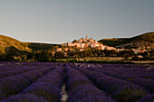 Blühendes Lavendelfeld vor dem Dorf Banon am Abend, Alpes-de-Haute-Provence, Provence, Frankreich