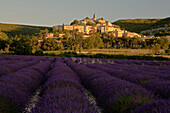 Blühendes Lavendelfeld vor dem Dorf Banon am Morgen, Alpes-de-Haute-Provence, Provence, Frankreich