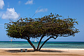 Niederländische Antillen, Aruba, Karibik, Divi Divi Baum