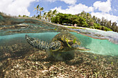 Green Turtle feeding Algas, Chelonia mydas, Oahu, Pacific Ocean, Hawaii, USA