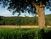 Baum auf einer Wiese, in der Entfernung die Basilika Vierzehnheiligen, Franken, Bayern, Deutschland