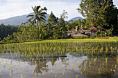 Reisfeld vor einem Hindu Tempel, Bali, Indonesien