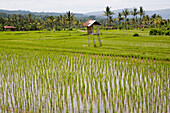 Hut in rice fields, Bali, Indonesia