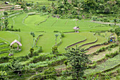 View at rice fields, rice terraces and small huts, Bali, Indonesia
