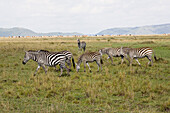 Zebras in Masai Mara National Park, Kenya, Africa