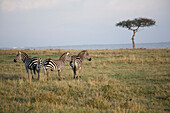 Zebras im Masai Mara Nationalpark, Kenia, Afrika