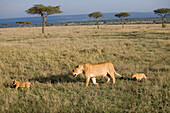 Löwin mit zwei Jungen im Masai Mara Nationalpark, Kenia, Afrika