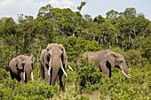Three african elephants in front of trees at Masai Mara National Park, Kenya, Africa