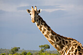Giraffe im Masai Mara Nationalpark, Kenia, Afrika