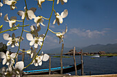 Blick über den Inle See mit weissen Blüten im Vordergrund, Shan Staat, Myanmar, Burma