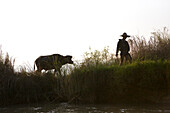 Bauer mit Büffel am Ufer des Inle Sees, Shan Staat, Myanmar, Burma