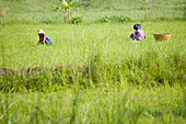 Bauern arbeiten auf dem Feld auf der Insel Inwa ( Ava ) am Ayeyarwady bei Amarapura, Myanmar, Burma