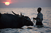 Man with oxen in the sunset in Ngapali Beach, Gulf of Bengal, Rakhine State, Myanmar, Burma