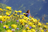 View over a flower meadow to a woman, National Park Hohe Tauern, Salzburg, Austria