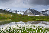 See mit Wollgras nach Schlechtwetter, hinten Großglockner und Schwerteck, Nationalpark Hohe Tauern, Osttirol, Österreich