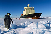 Kaiserpinguin und russischer Eisbrecher, Aptenodytes forsteri, Antarktis