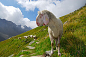Schafe auf Wanderweg, Stubaier Alpen, Stubai, Tirol, Österreich