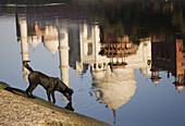 Dog drinking water from Yamuna River and Taj Mahal reflection, Agra. Uttar Pradesh, India