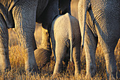African Elephant (Loxodonta africana). Serengeti National Park, Tanzania
