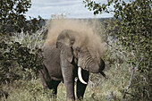 African Elephant (Loxodonta africana). Kruger National Park, South Africa