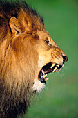 Lion (Panthera leo) roaring