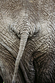 African Elephant (Loxodonta africana), tail. Masai Mara Reserve, Kenya