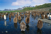 King Penguin (Aptenodytes patagonica) youngs. Salisbury Plain, South Georgia islands, Antarctica
