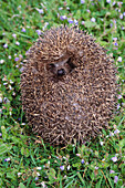 Hedgehog (Erinaceus europaeus), St. Cyrus National Nature Reserve. Scotland, UK