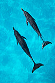 Atlantic Spotted Dolphins (Stenella frontalis). Bahamas.