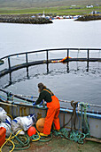 Breeding of Scottish salmon. Unst Island. Shetland Islands. Scotland. UK