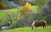Horse grazing, Picos de Europa National Park. Riaño, Leon province, Castilla-Leon, Spain