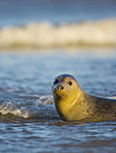 Grey Seal (Halichoerus grypus). Donna Nook National Nature Reserve, England. UK