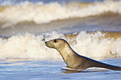 Grey Seal (Halichoerus grypus). Donna Nook National Nature Reserve, England. UK