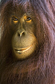 Orangutan (Pongo pygmaeus), Malaysia, Borneo, Sabah.