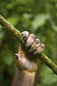 Orangutan's hand (Pongo pygmaeus), Malaysia, Borneo, Sabah.