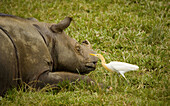 Malaysia, Borneo Island. Sumatran rhinoceros (Dicerorhinus sumatrensis).