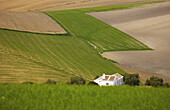 Campiña' landscape. Córdoba province. Andalucia. Spain.