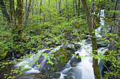 Cascade, Tremont Area, Great Smoky Mtns National Park, TN