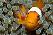 False clown anemonefish (Amphiprion ocellaris) hiding in a sea anemone
