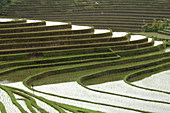 Terraced rice fields, Bali.