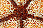 Close-up of the mouth of a pin cushion starfish (Culcita sp.).