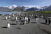 King penguin colony (Aptenodytes patagonicus). Gold Harbour, South Georgia.
