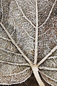 Close-up of frost covered leaf  Scotland  December
