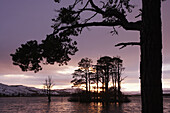 Scots pines silhouetted at dusk  Loch Mallachie  Cairngorms National Park  Scotland  January 2007