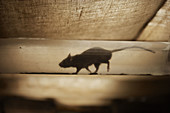 Brown rat Rattus norvegicus running through clear duct pipe in barn  UK  May 2006