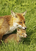 Red fox - vulpes vulpes - vixen with young cub  West Sussex  May