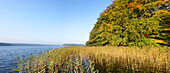 Lake Stechlinsee near Neuglobsow, Brandenburg (state), Germany