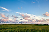 Cornfield, Amrum Island, North Frisian Islands, Schleswig-Holstein, Germany